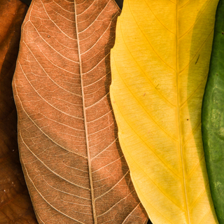 Timeless Autumn Colours